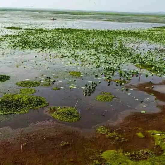 Baikka beel haor is a real bird sanctuary in Bangladesh