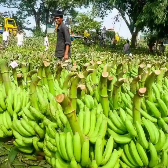 Banana harvesting in North Bengal