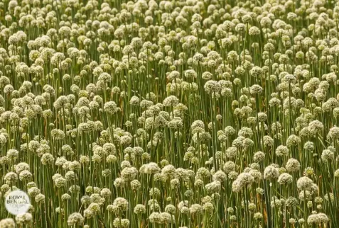 Beautiful onion flower field at a Santhal village of Rajshahi