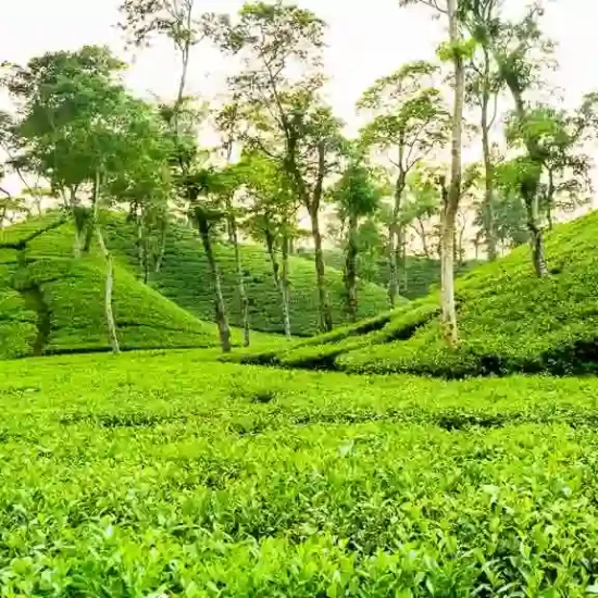 Cycle through the most beautiful tea estates of Sreemangal and Sylhet area