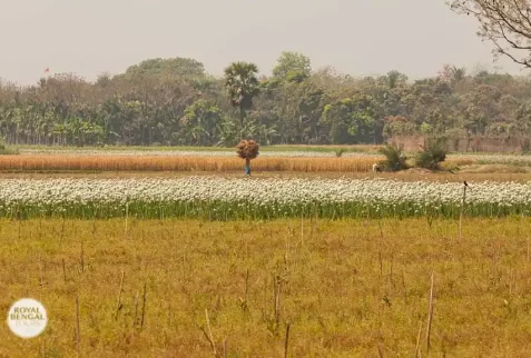 Handpicked village and family for homestay in Bangladesh