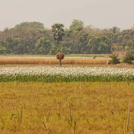 Handpicked village and family for homestay in Bangladesh