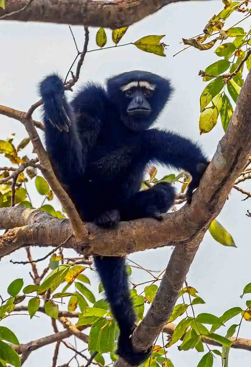 Hollock gibbons are the only apes in Bangladesh