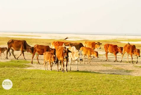 Homestay experience in Bangladesh with rural farmer family