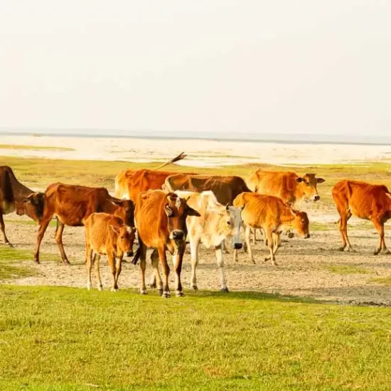 Homestay experience in Bangladesh with rural farmer family