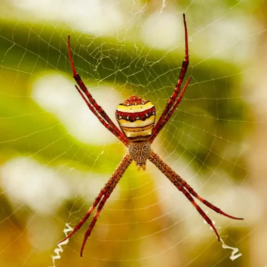 Monster colorful spider in Lawachara rain forest in Sreemangal