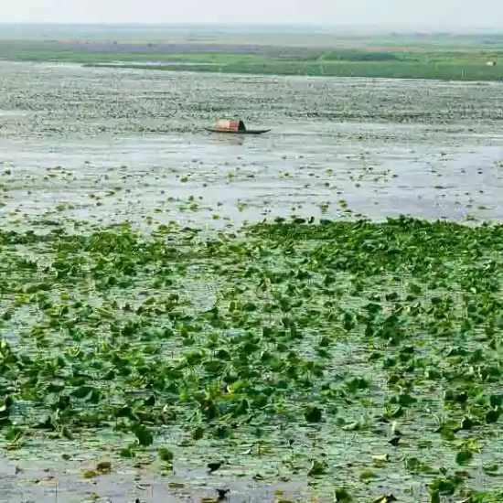 Permanent wet land is the home for many migratory birds