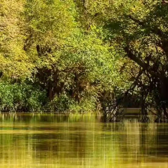 Ratargul Swamp forest in sylhet