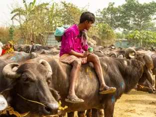 Riding on the back of water bedfellows in bangladesh