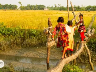 Single bamboo bridge often seen in the villages of Bangladesh