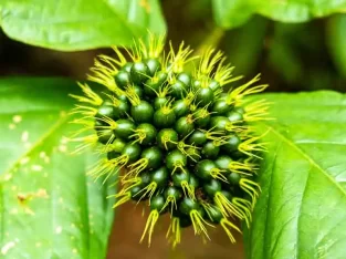 Wild fruits in sreemangal rain forest