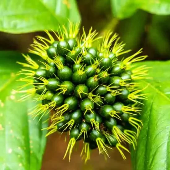 Wild fruits in sreemangal rain forest