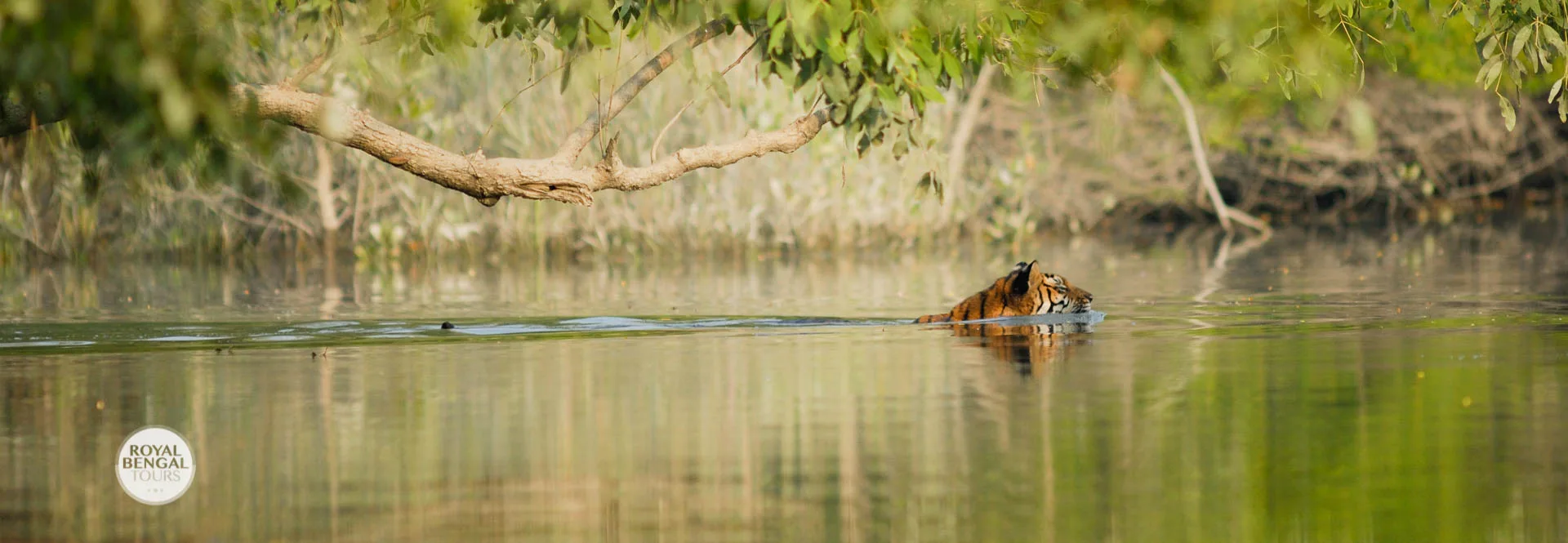 sundarbans Mangrove forest