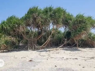 we must save the vulnerable ecosystem of saint martins island