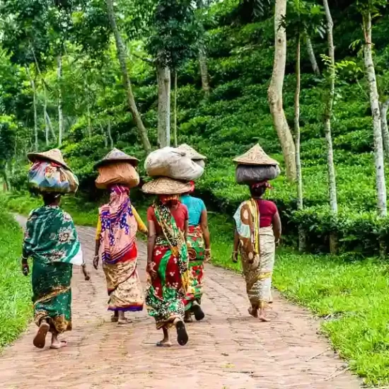 A group of female tea workers returning home after a daylong tea leaf plucking