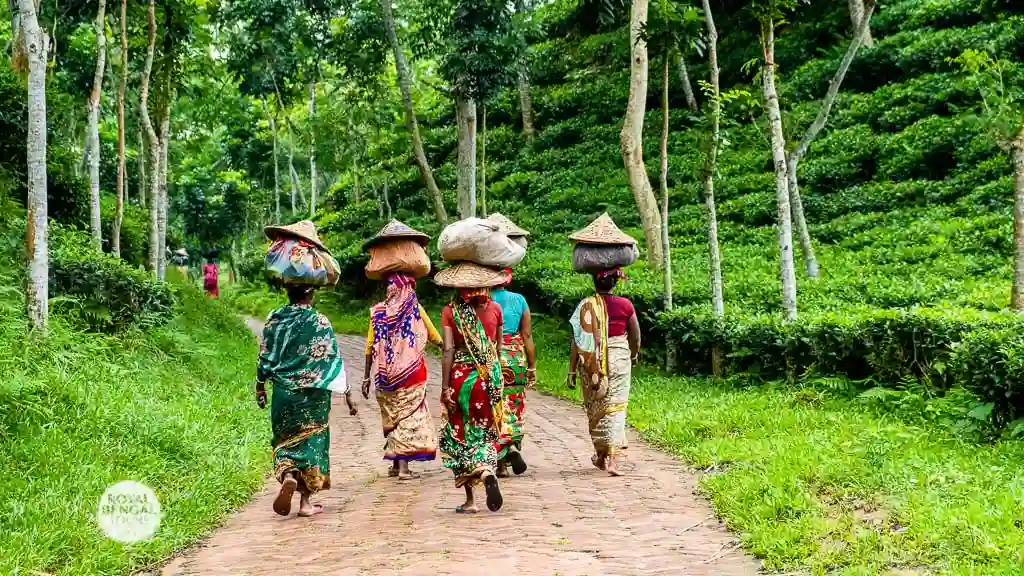 A group of female tea workers returning home after a daylong tea leaf plucking