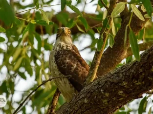 An Osprey awaits to catch fish from the shallow and calm waters of sundarban forest