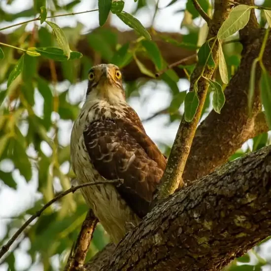 An Osprey awaits to catch fish from the shallow and calm waters of sundarban forest