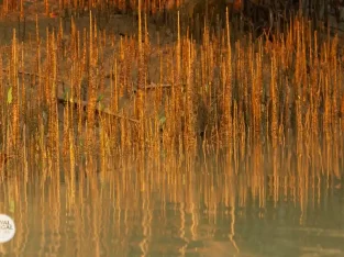 Arial mangrove routes in Bangladesh sundarban forest