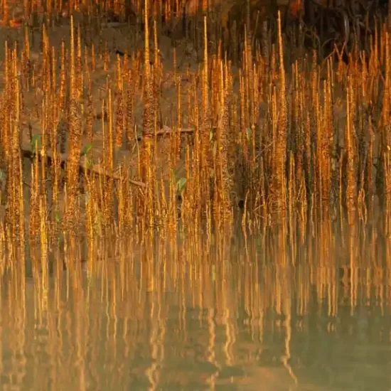 Arial mangrove routes in Bangladesh sundarban forest