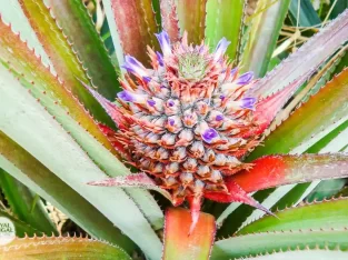 Beautiful Pineapple groves picture Sreemangal