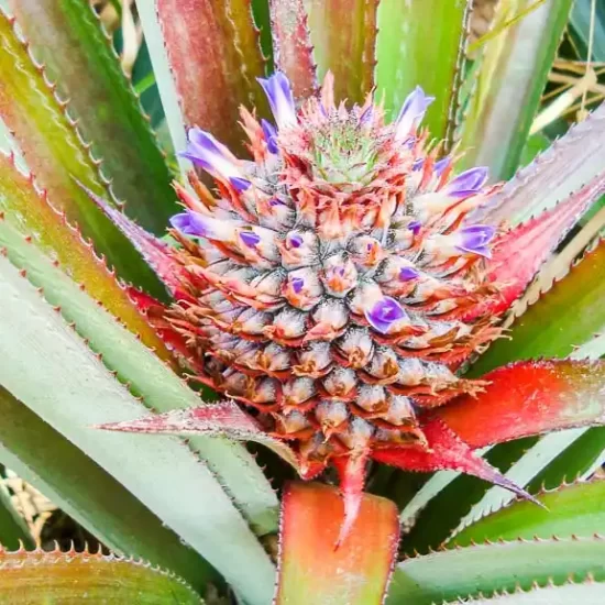 Beautiful Pineapple groves picture Sreemangal