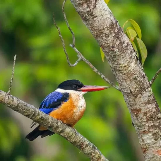 Black-capped kingfisher in Bangladesh Sundarbans