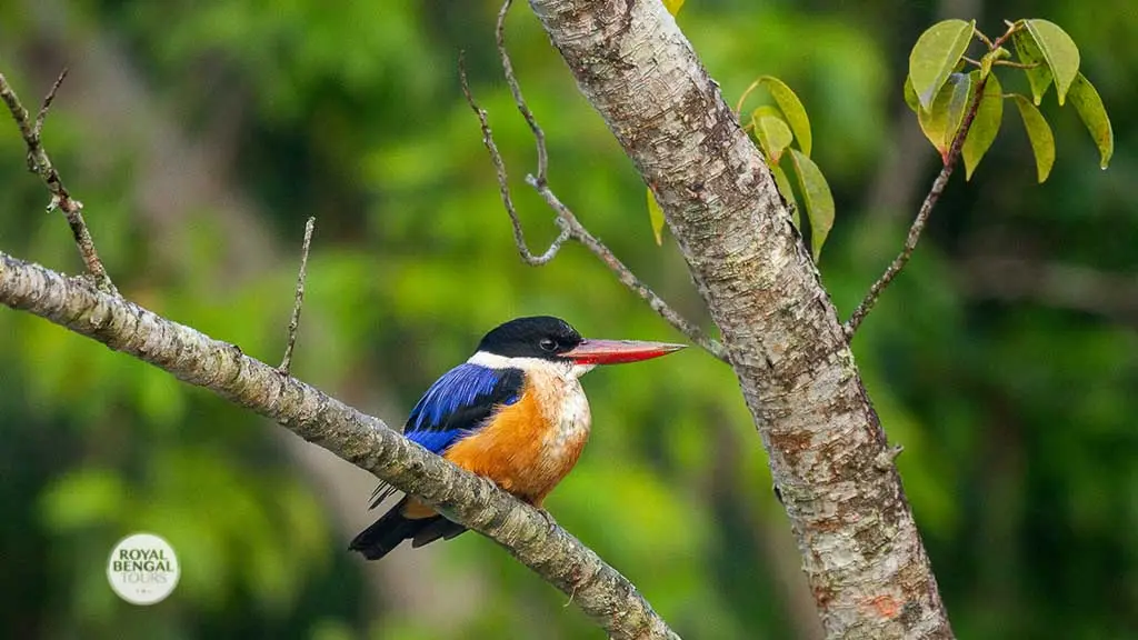 Black-capped kingfisher in Bangladesh Sundarbans