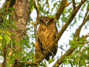 Brown fish owl is a nocturnal bird in Sundarbans forest