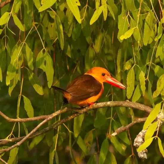 Brown winged kingfisher is ready to hunt