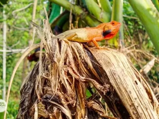 Common Garden Lizard in Sreemangal Rainforest