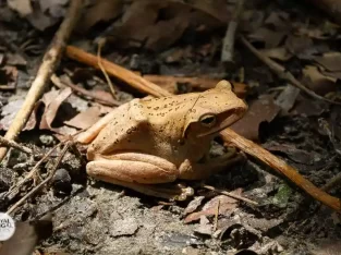 Common Indian toad rarely seen in sundarban forest