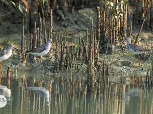 Common-Redshank bird in sundarban forest