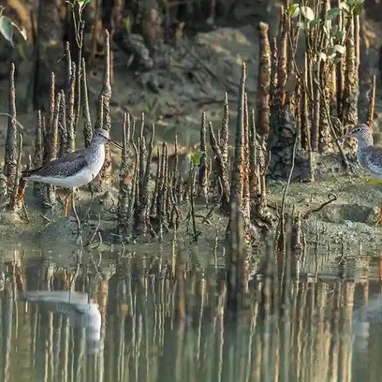 Common-Redshank bird in sundarban forest