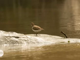 Common sandpiper in sundarban forest 2023