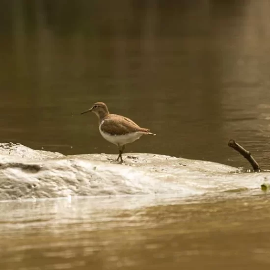 Common sandpiper in sundarban forest 2023