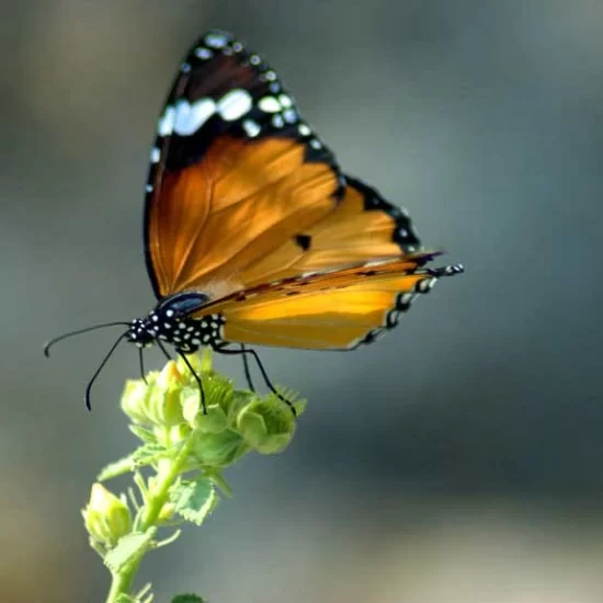 Common tiger butterfly in sundarban forest