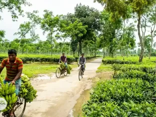 Farmers of tea estate village going to a local market to sale their freshly harvested vegetabl