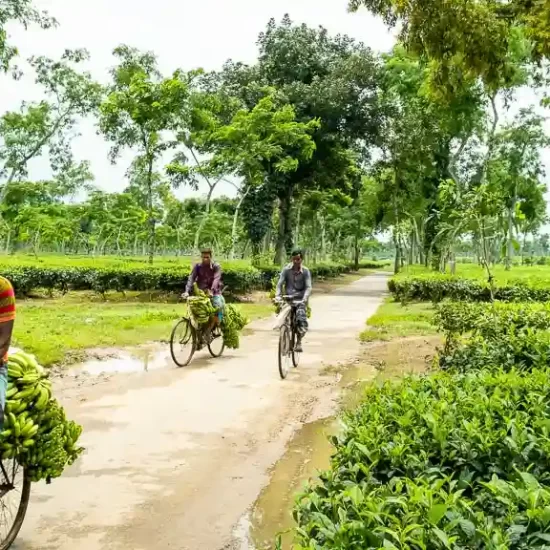 Farmers of tea estate village going to a local market to sale their freshly harvested vegetabl