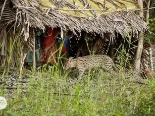 Fishing cat in Sundarban forest