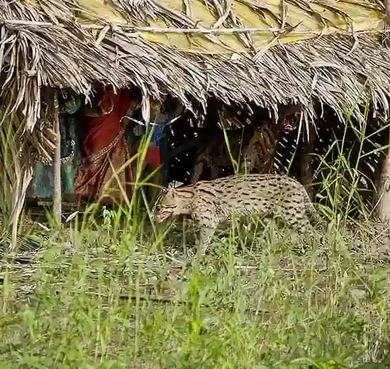 Fishing cat in Sundarban forest