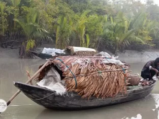 Fishing in the deep of sundarban forest is at risk