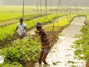 Floating vegetable garden in the southern region of Bangladesh