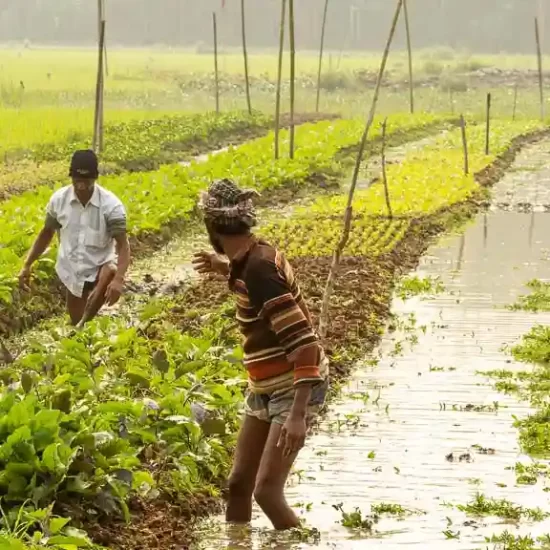 Floating vegetable garden in the southern region of Bangladesh