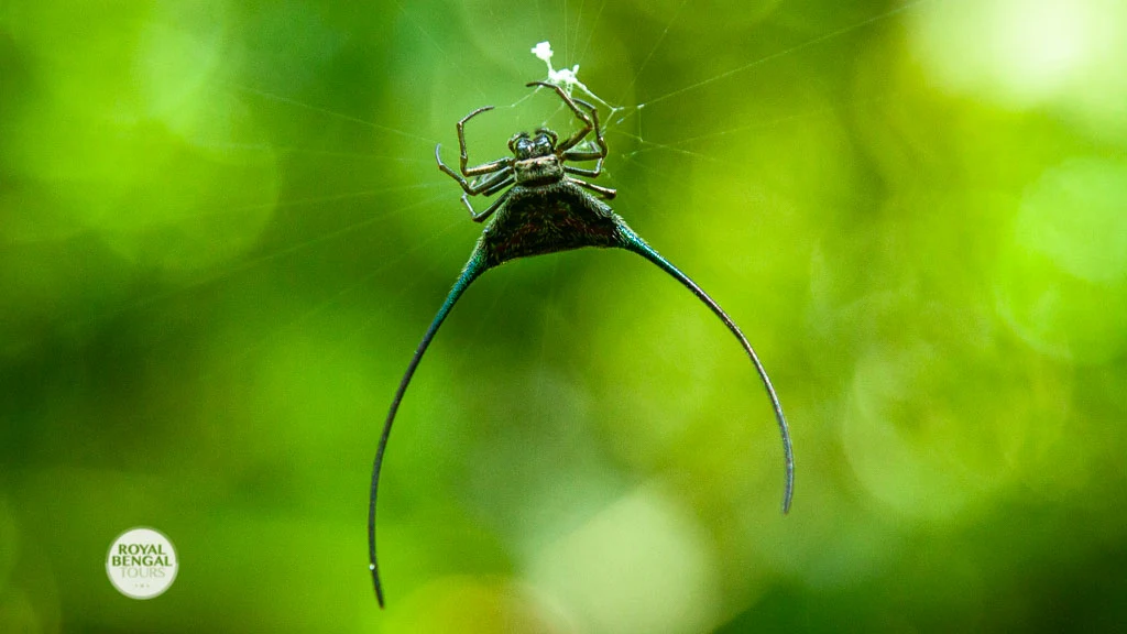 Horn spider at Lawachara rainforest in Sreemangal Bangladesh