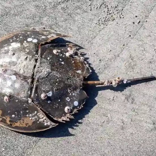 Horseshoe crabs are living fossils and can be found in sundarban mangrove forest