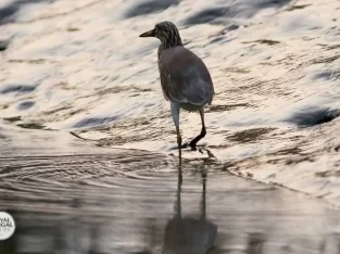 Indian Pond Heron in Sundarban forest