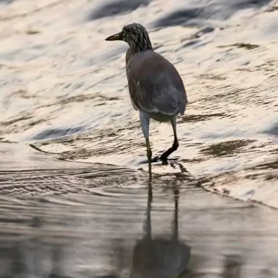 Indian Pond Heron in Sundarban forest