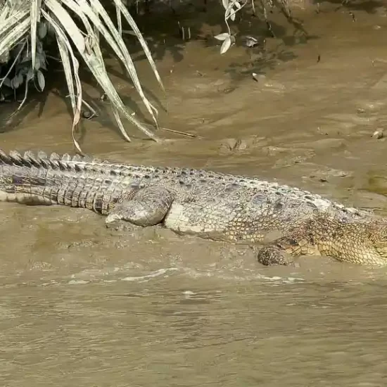 Indo-pacific crocodile is the largest and deadliest Reptile in sundarban