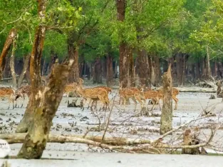 Large group of spotted Deers in sundarban